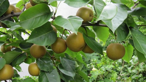 خرید و قیمت گلابی جنگلی سردشت + فروش عمده